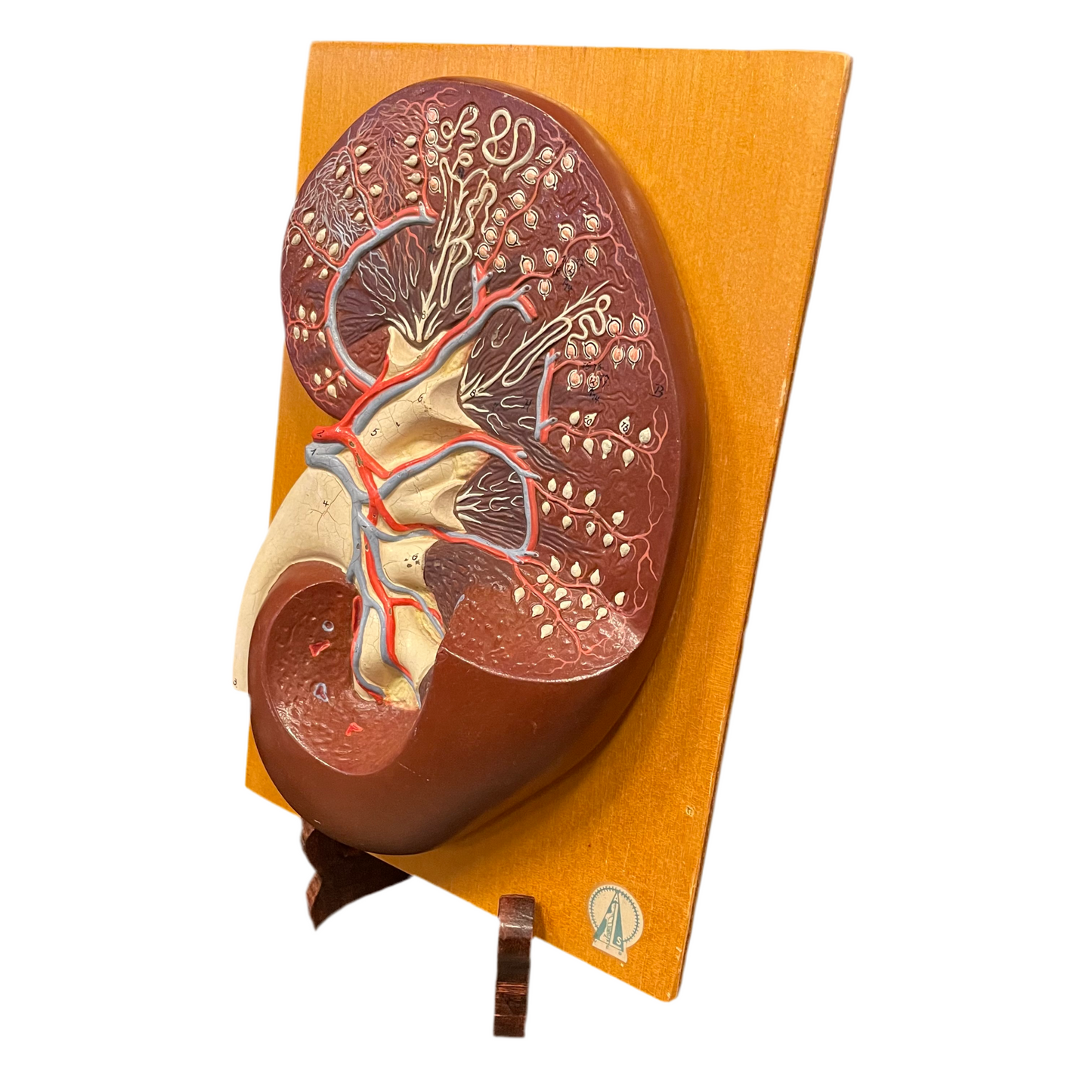 Anatomisk modell av en njure.